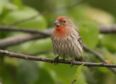 House Finch