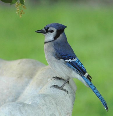 Blue Jay