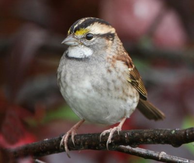 White Throated Sparrow