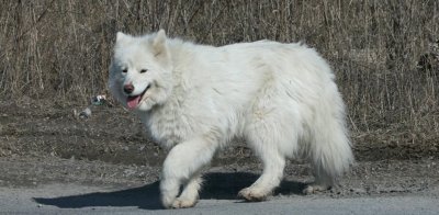 Beautiful Samoid Stray
