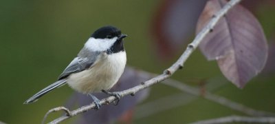 Chickadee