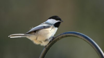 Chickadee