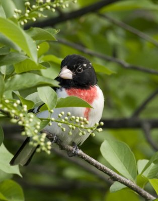 Rose-Breasted Grosbeak