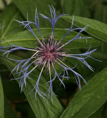 Centaurea Montana, Mountain Bluet, or Bachelor's Button