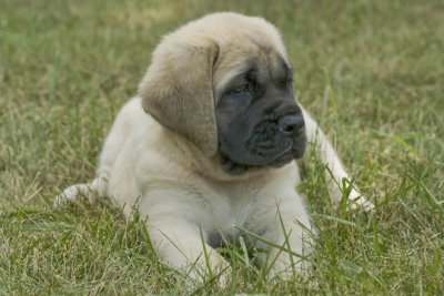 Biscuit