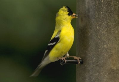 American Goldfinch - Male