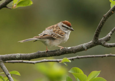 Chipping Sparrow