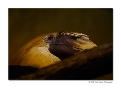 Rhino Bird Portrait