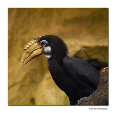 Rhino Bird