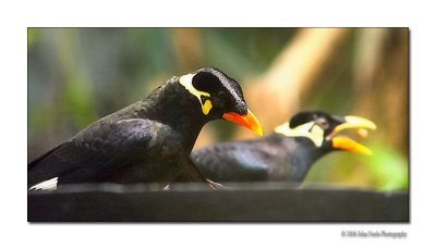 Bird chow ?