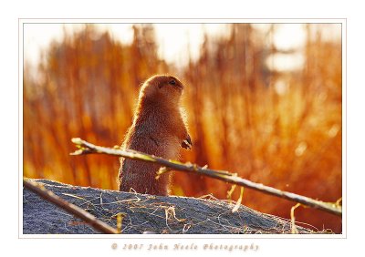 Golden Wonder