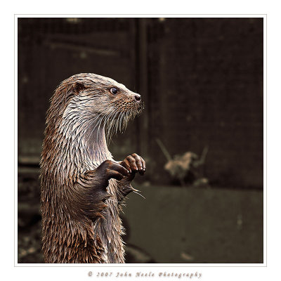 Stand-up Comedian