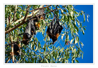 Fruit Bats