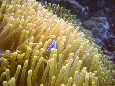 Skunk Clown on Anemone