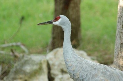 Zoo1162.jpg