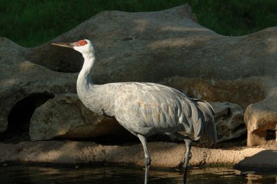 Zoo1179.jpg