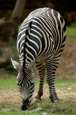 Zoo1267.jpg