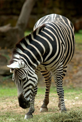 Zoo1270.jpg