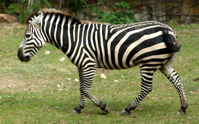 Zoo1320.jpg