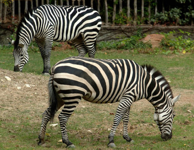 Zoo1324.jpg