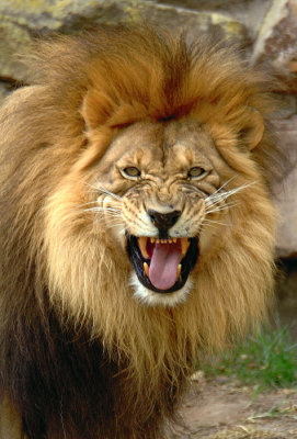 Zoo1475.jpg