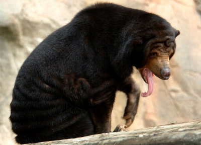 Zoo1535.jpg