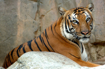 Zoo1565.jpg