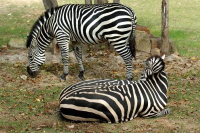 Zoo1576.jpg