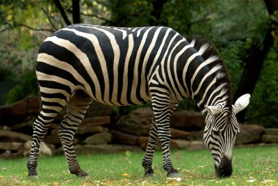 Zoo1648.jpg