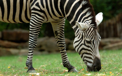 Zoo1651.jpg