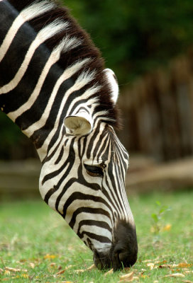 Zoo1653.jpg