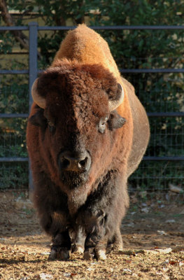 Zoo1714.jpg