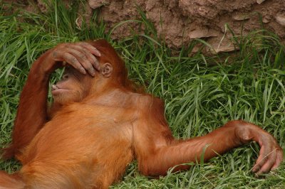 baby_orangutan.jpg