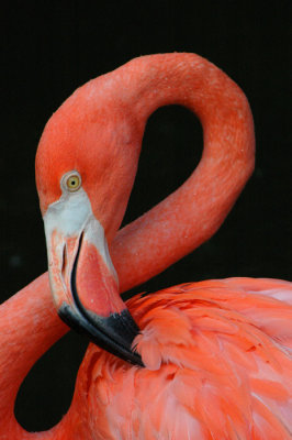 flamingo.jpg