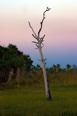 Dead Tree (Green Cay Wetlands)