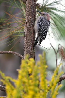 Immature Red-bellied Woodpecker (female)