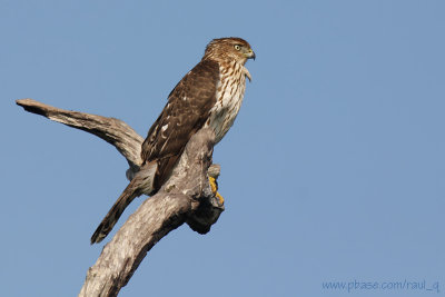 Cooper's Hawk