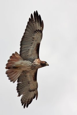 Red-Tailed Hawk