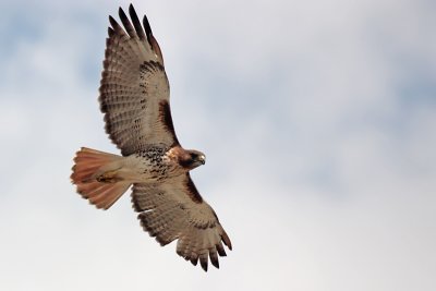 Red-Tailed Hawk