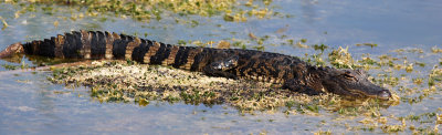 American Aligator