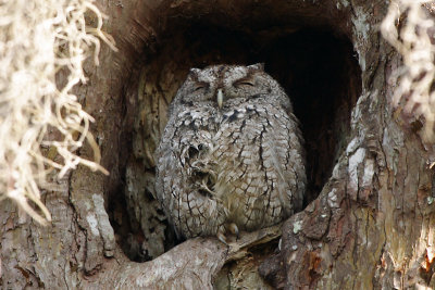 Eastern Screech Owl