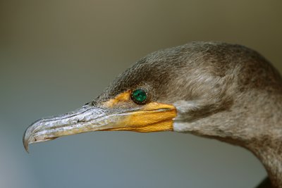 Double-crested Cormorant