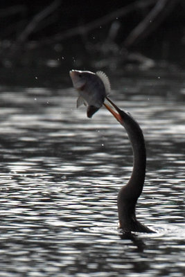 Anhinga and fish