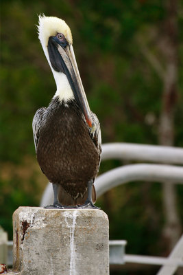  Brown Pelican
