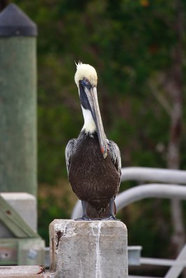  Brown Pelican