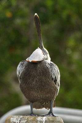  Brown Pelican