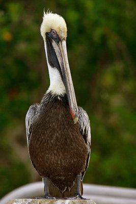 Brown Pelican