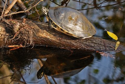 Red-bellied Turtle and reflection