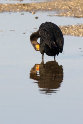 Double-crested Cormorant and reflection