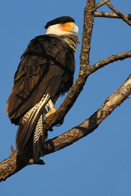 Crested Caracara